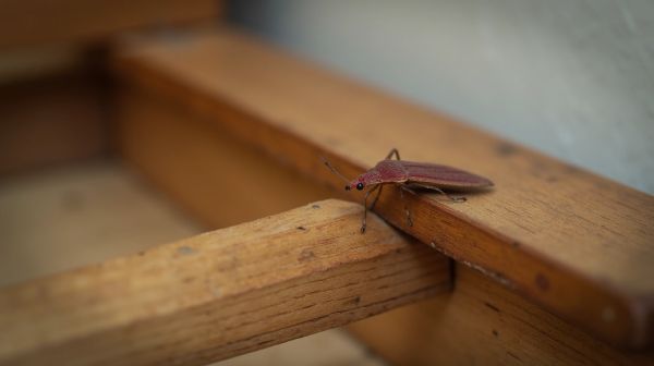 Traces de punaise de lit : comment les identifier facilement ?